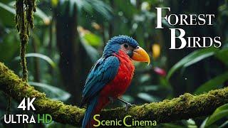 Jungle Birds 4K  Tropical Life Of Birds In Jungle  Scenic Cinema With Forest Sounds