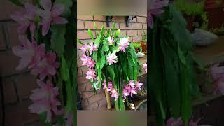 Different Types of Brahma Kamal FlowerBrahma Kamal TypesQueen of the NightEpiphyllum oxypetalum