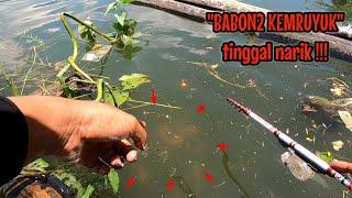 PEMANCING MENDING GAK USAH NONTON‼️RESIKO GAK BISA TIDUR  mancing ikan red devil NAHOL MANIA