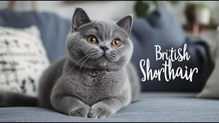 British Shorthair Cats Charming and Sturdy