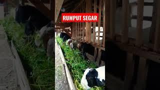 Kambing makan rumput #kambing #goat #breeding