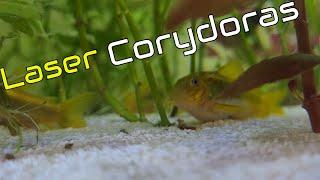 Meet the Orange Laser Corydoras A Stunning Aquarium Star No Talking