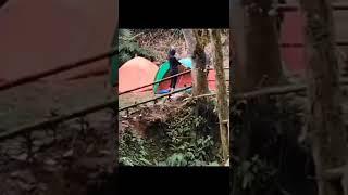 Rusak Citra Hobi Camping. Viral Sejoli Diduga Mesum Di Tenda di Curug Pangeran Gunung Salak 101022