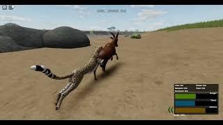 cheetah hunting topi  wild savanna 