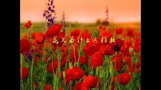 花儿为什么这样红 Why Are The Flowers So Red