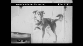 Ivan Pavlovs dogs in the U.S.S.R.  1930s.  Archive film 97452