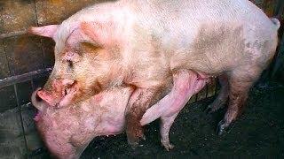 Ridiculous Pigs Mating.