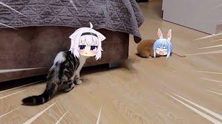 Okayu cat bully Pekora rabbit  Animal hololive