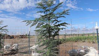 How to Get INCREDIBLE Growth on New Moringa Trees