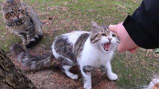 Stray Cats Being JERKS Savage Cats Attacks Compilation