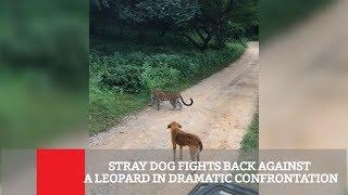 Stray Dog Fights Back Against A Leopard In Dramatic Confrontation