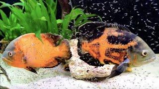 Oscar fish complete information in kannada Oscar fish breedingHow to care Oscar fish in kannada