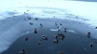 Wild ducks and seagulls in Bergen