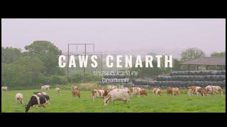 Caws Cenarth - This Is Dire Times