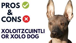 Xoloitzcuintli Dog Breed Pros and Cons  xolo dog Advantages and Disadvantages  #AnimalPlatoon
