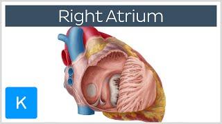 Right Atrium - Location Anatomy & Function - Human Anatomy  Kenhub