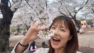 Cherry blossoms in full bloom So beautiful