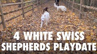 4 White Swiss Shepherds dog park playdate