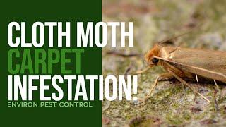 CARPET INFESTED WITH CLOTH MOTHS IN LONDON HOME MOTH INFESTATION IS ON THE RISE