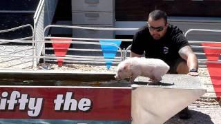 Swifty The Swimming Pig at the Clark County Nevada Fair 2011