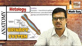 Anatomy  Histology of Urinary System  Made Easy by Dr. laxman Khanal  BPKIHS