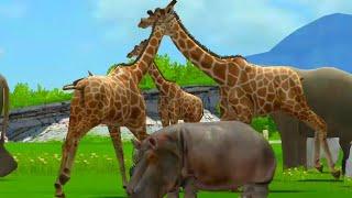 Amazing Animal Moments with Soothing Sounds Zebra Meerkat Kangaroo Horse   Animal Sounds