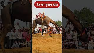 camel dance bugla wala