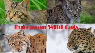 European Wild Cat Species - Cats Of Europe