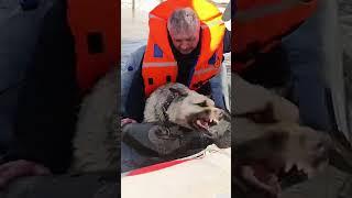 Спасение собаки в затопленном Оренбурге #оренбург #наводнение #shorts