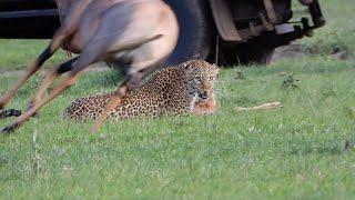 Leopard hunts topi calf and has to deal with the angry mother