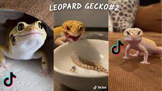 Funny Leopard Gecko  TikTok & İnstagram Compilation  2023 4K   PART 2