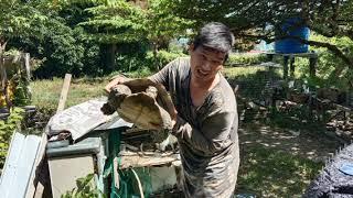 Kura kura besarBorneo Malaysiavideo pendek