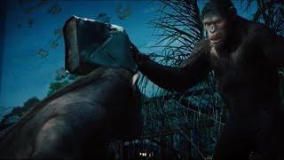 Rise of the Planet of the Apes 2011 - Caesar Releases Buck and Rocket Surrenders Movie Clip HD