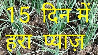 GROW SPRING ONION IN COCOPEAT