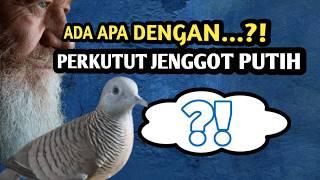 Penjabaran PERKUTUT JENGGOT PUTIH