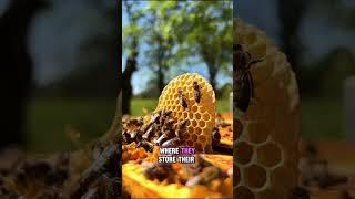 Honey Bees Natures Tiny Heroes - Fascinating Facts & Vital Roles #HoneyBees #Bees #Nature