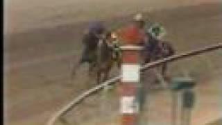 Affirmed vs. Alydar - 1978 Preakness Stakes 8th Meeting
