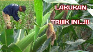 Tips & trik sederhana agar jagung bertongkol besar