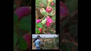 Farm fresh Cactus Fruit  harvesting #naturalife#fruit#fruitcutting #asmr#forestfood#