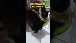 kucing langsi dan blacky makan melon