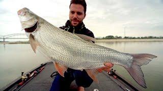 Topwater Asp Fishing in Po river