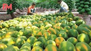 Incredible Modern Agriculture Papaya Harvesting Processing - Amazing Farming Harvest Fruit Process