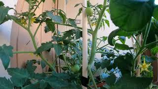 Growth -  3 day timelapse of baby tomatoes swelling