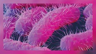 CDC warns about Shigella outbreak