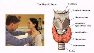 The Thyroid Exam and Physical Diagnosis of Thyroid Disease