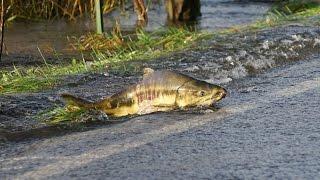 Skokomish River salmon cross the roadPart 1