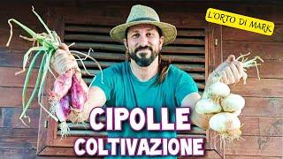 Cipolle - quando piantare bulbilli o piantine e come coltivarla in autunno e in primavera