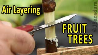 CLONE a FRUIT TREE the EASY WAY  Air Layering Fruit Trees