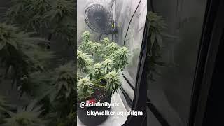 Week 6 of flower Skywalker og 2x2 cannabis grow