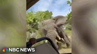 Watch Terrifying moment elephant charges tourists on Zambia safari